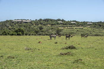 Kariega Game Reserve Settlers Drift Alexandria  Dış mekan fotoğraf