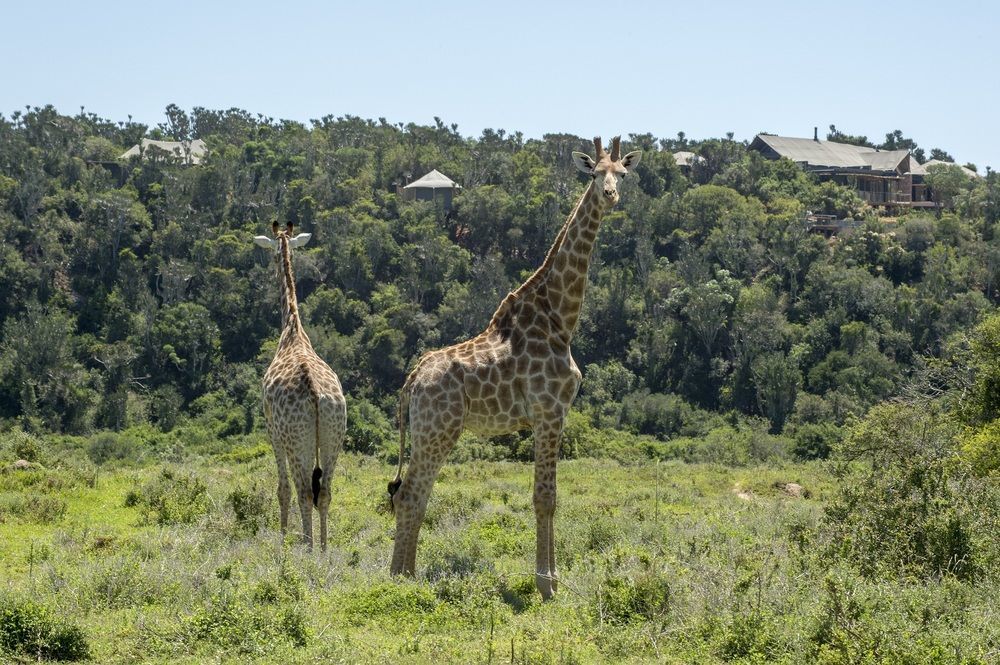 Kariega Game Reserve Settlers Drift Alexandria  Dış mekan fotoğraf